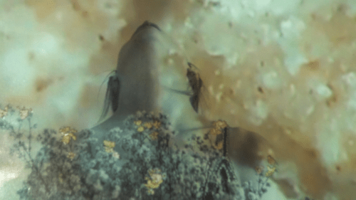 Mostra de vídeo no CCVM