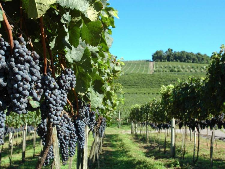 Enoturismo alavanca as atividades turísticas no Brasil