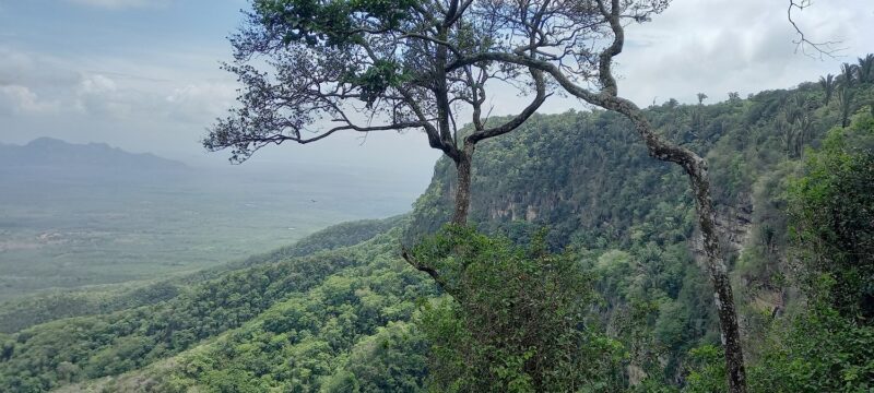 Do alto da Serra a paisagem deslumbrando do Parque Nacional de Ubajara – Foto: Gutemberg Bogéa