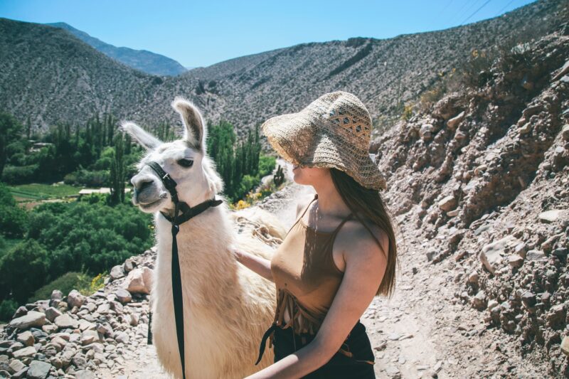 Um passeio com as simpáticas lhamas que fazem transporte de cargas em Jujuy – Foto: Divulgação