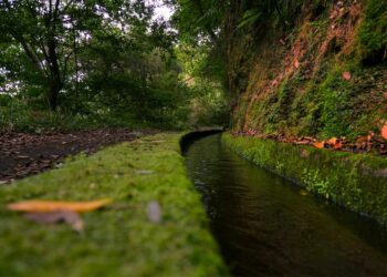 Uma caminhada incrível pela encantadora floresta mística de uma natureza intocada – Foto: Divulgação