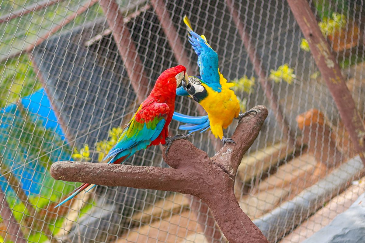 O cantos das aves e as diversas espécies animais dão um toque do campo ao complexo - Foto: Divulgação