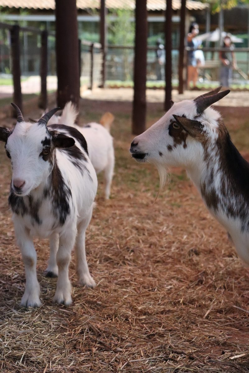Para criançada o Arca Parque garante diversão em diversos aspectos - Foto: Divulgação