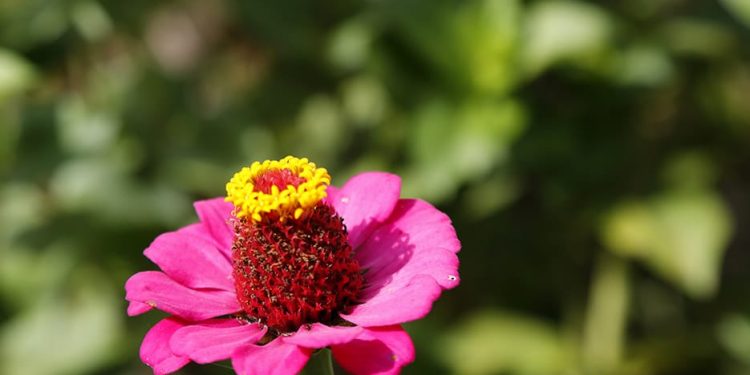 O evento em Areia, na Paraíba contará com palestras, exposições, oficinas e uma série de atividades - Foto: Divulgação