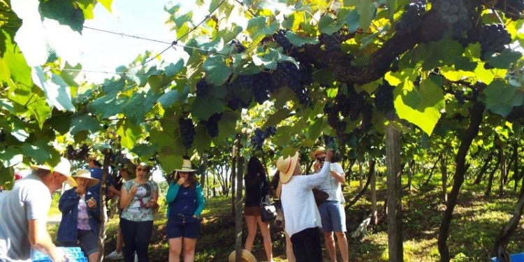 Vale dos Vinhedos aposta na criatividade para fortalecer turismo