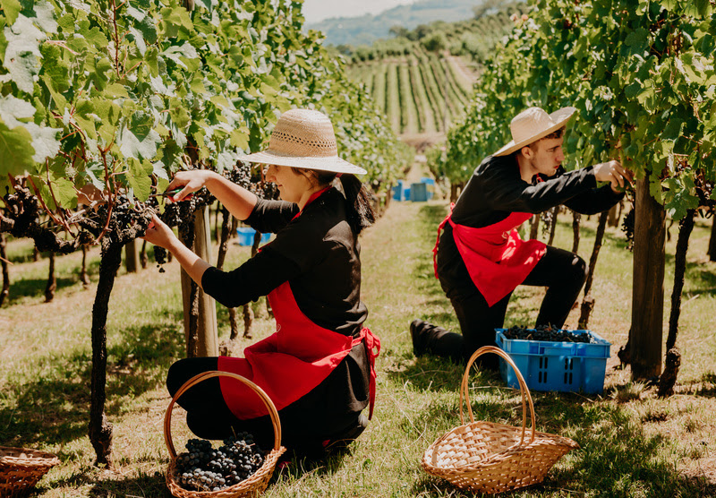 Turismo de experiência para suprir com novas formas as perdas na safra do vinho - Foto: Divulgação