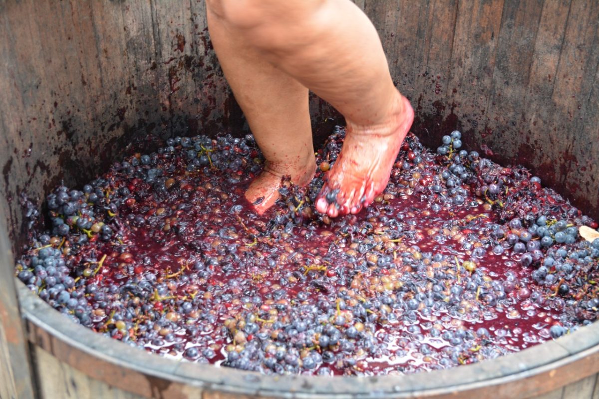 A cultura do vinho sendo apresentada na suas mais autêntica raiz - Foto: Divulgação