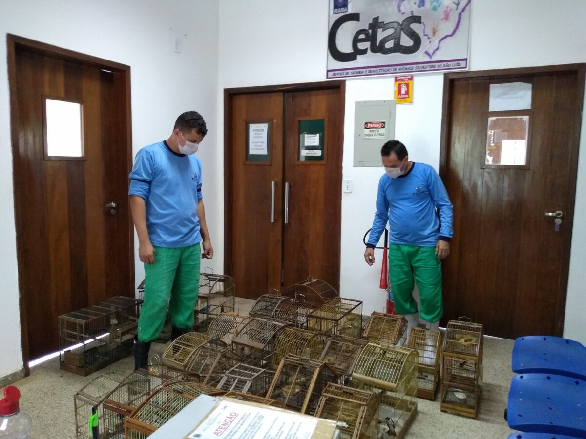 Gaiolas contendo pássaros apreendidos por autoridades competentes no Maranhão são entregues ao CETAS, onde passam por avaliação e cuidados especializados para posterior reintrodução à natureza - Foto: Ibama