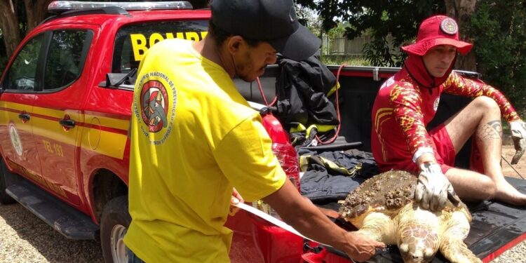 Tartaruga marinha resgatada pelo Corpo de Bombeiros é levada ao CETAS do Ibama Maranhão para cuidados e reabilitação - Foto: Ibama