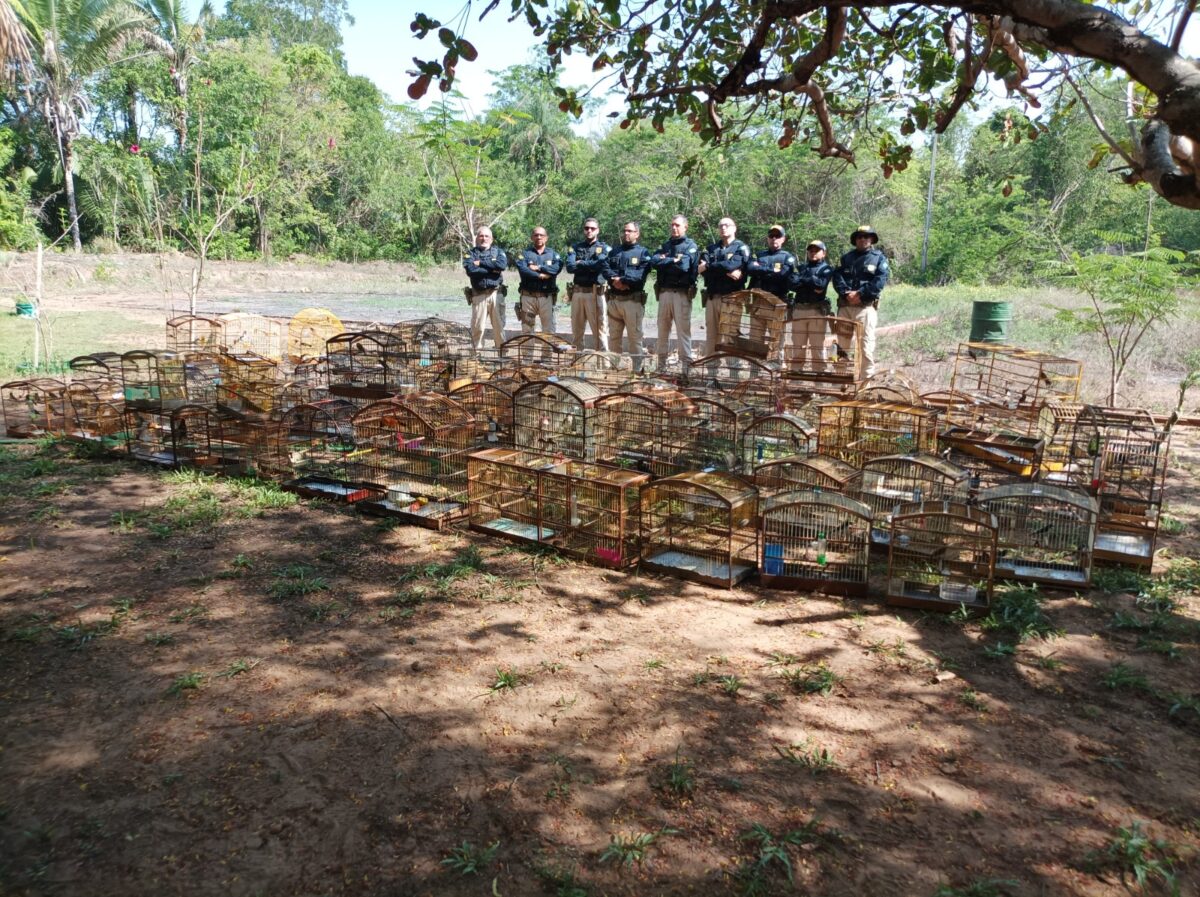  À frente dos policiais da PRF do Maranhão, gaiolas repletas de aves silvestres resgatadas durante a Operação Uirapuru na BR-230, evidenciando a gravidade do tráfico de animais na região - Foto: Ibama