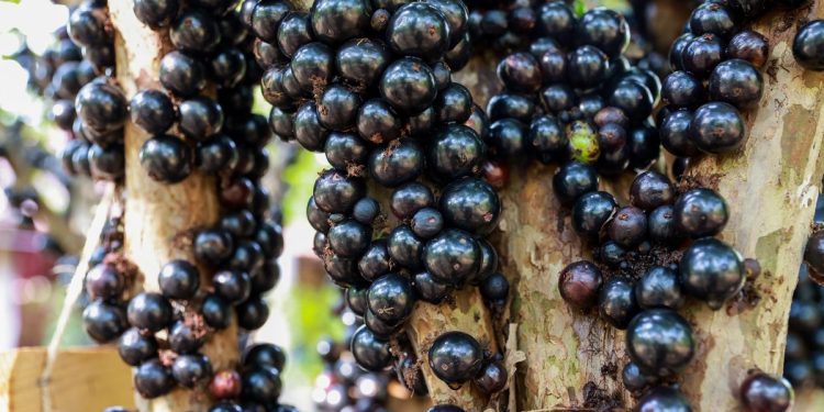 As jabuticabas são frutos da Primavera, quanto mais água mais doces – Foto: Lia Mara