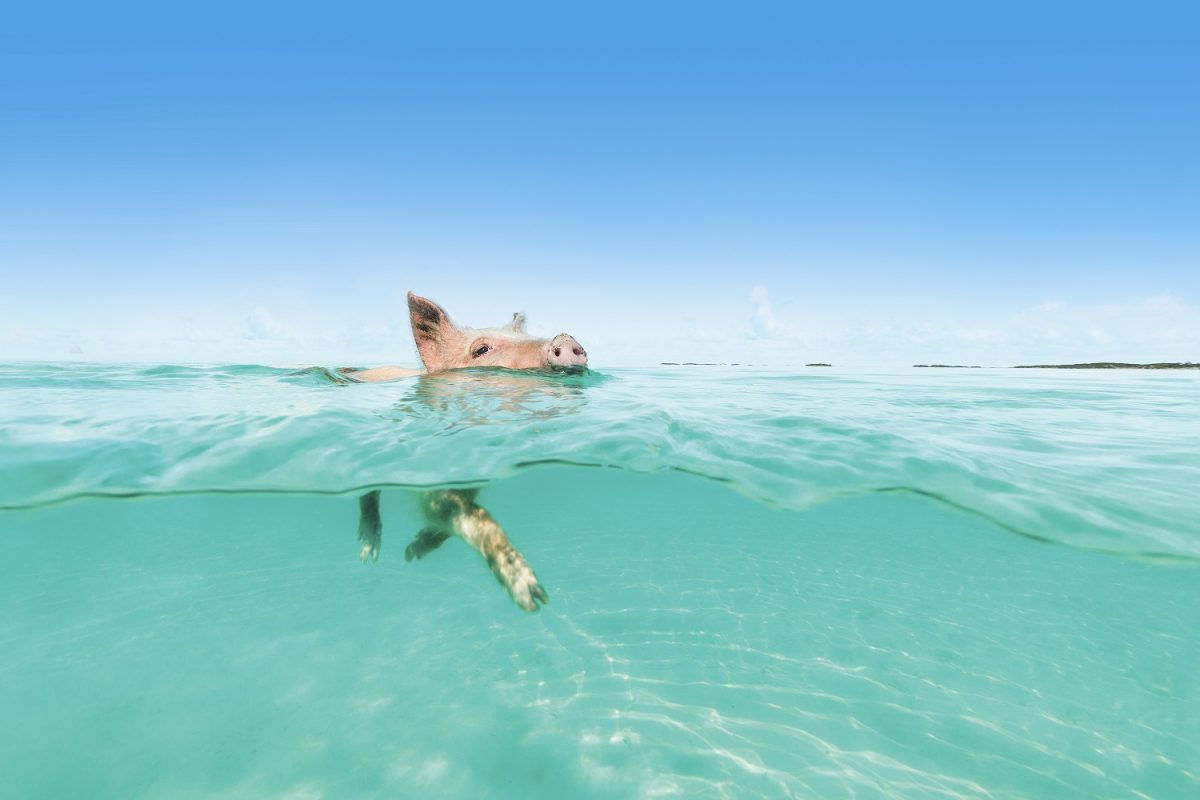 Os porquinhos nadadores fazem a festa com os turistas nas águas cristalinas desse paraíso - Foto: Bahamas Ministry of Tourism, Investments and Aviation (BMOTIA)