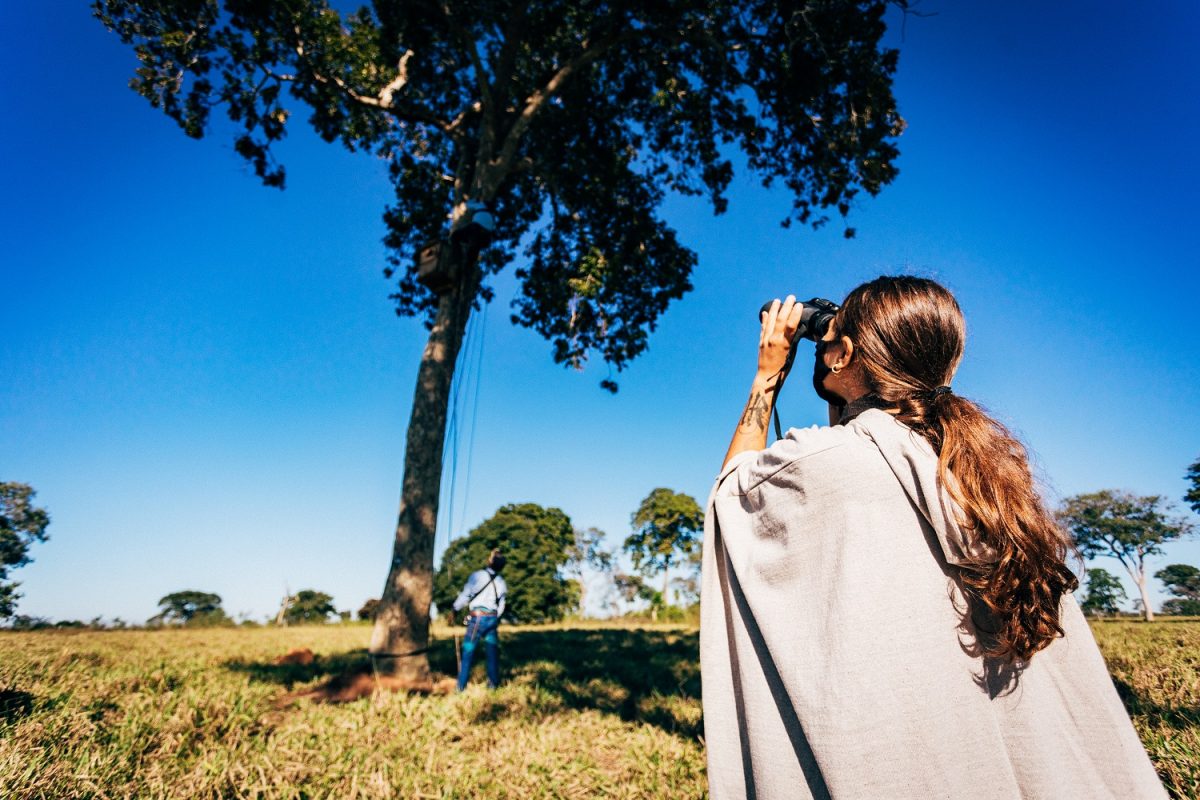 Observação de Araras-Azuis dentro da Caiman Pantanal durante o safári fotográfico - Foto: Hyacinth Macaw