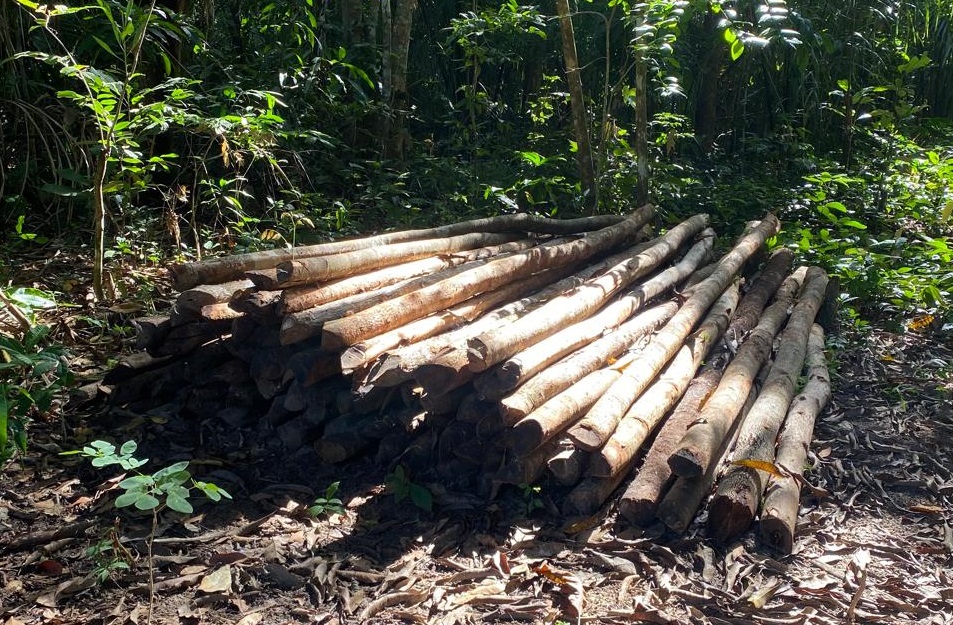 Uma grande quantidade de madeira é extraída da área, e está contribuindo para a degradação e futura desertificação da região - Foto: Divulgação