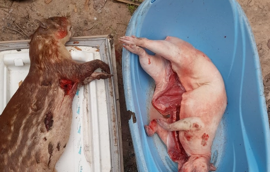 Animais como porcos e cotias são abatidos de forma ilegal em grande volume - Foto: Divulgação