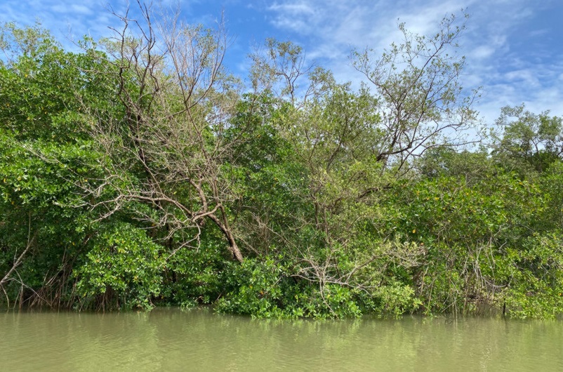 A área da futura reserva inclui ecossistemas importantes, como manguezais - Foto: Divulgação