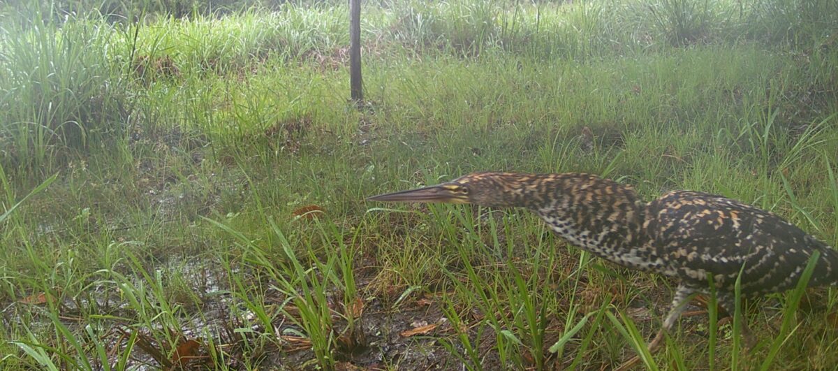 A fauna da área é repleta de animais silvestres, mamíferos e aves, que sofrem com a ação de caçadores ilegais - Foto: Divulgação