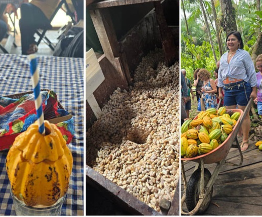 Bebidas naturais direto da fruta, Fazes do processamento para transformar o cacau em chocolate e Demonstração do processo para jornalistas - Foto: Penaforte Dias