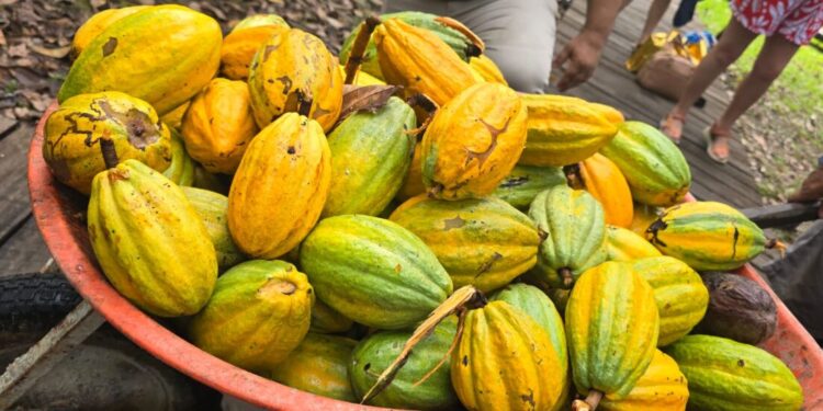 Frutos do cacau após a colheita - Foto: Penaforte Dias