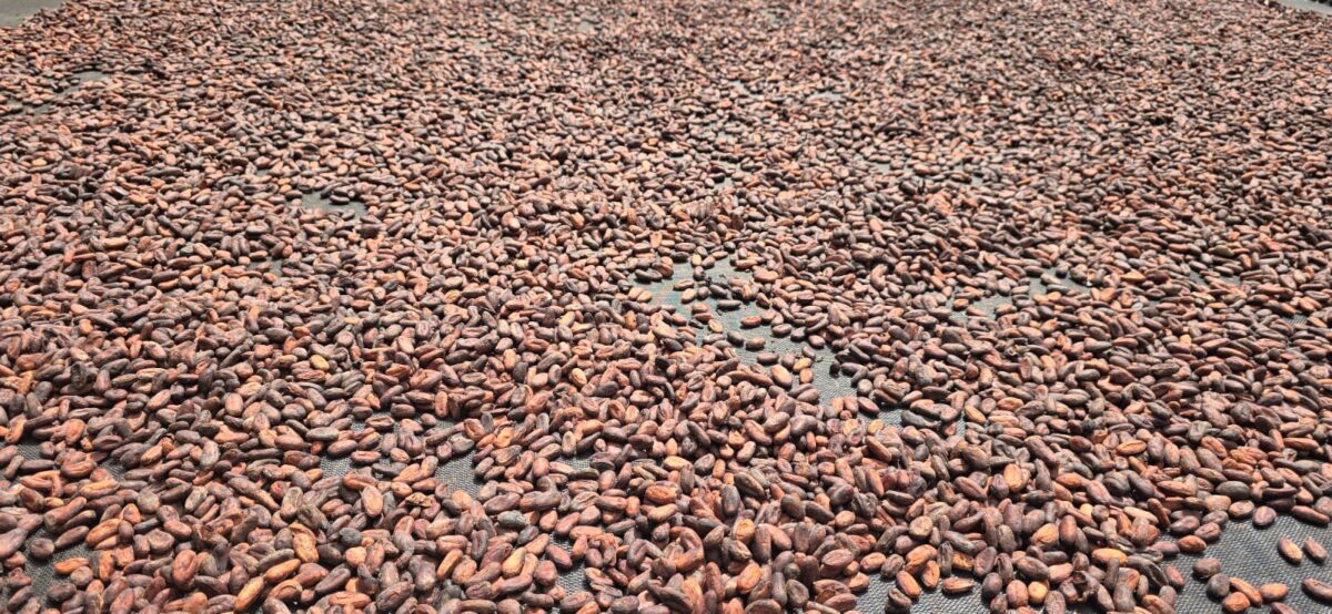 Cacau secando ao ar livre - Foto: Penaforte Dias 