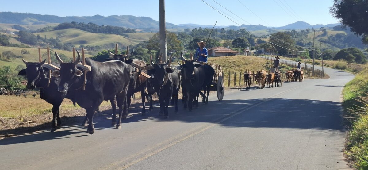 A cultura caipira é predominante, o amanhecer ao som do mugir dos animais nos carros de boi – Foto: Gutemberg Bogéa