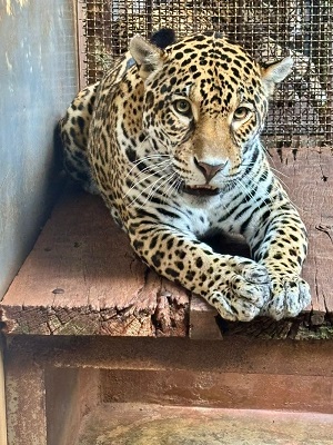 Foto: Nereston Camargo