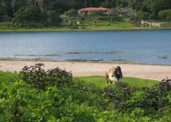 Uma oportunidade para atividades tradicionais, como agricultura, silvicultura, pecuária ou pesca, e que compartilhem valores e o estilo de vida da comunidade - Foto: Gutemberg Bogéa