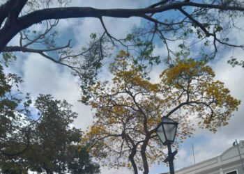 Pau-d´arco, no centro da cidade, e suas histórias