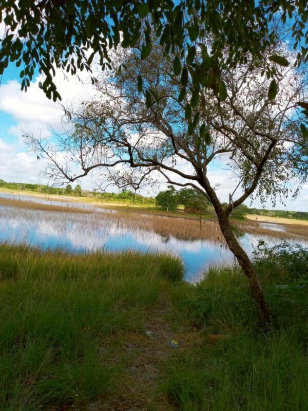 Lagoa do Escondido em meio a vegetação nos campos de Cachoeira Grande - Foto: Adriano Garcia