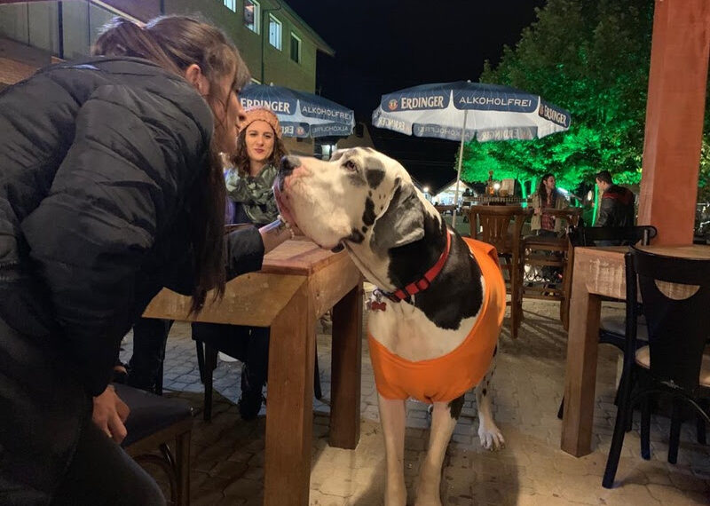 O frio do inverno na companhia de seu animal de estimação - Foto: Divulgação