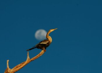 Observação de aves, modalidade de turismo que cresce no Estado – Foto: Manoel Junior – Arquivo