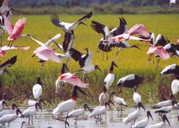 Variedade de aves encanta os amantes na natureza – Foto: Wilson Rodrigues