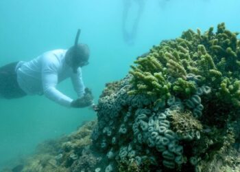 O projeto já recuperou mais de 2.500 corais, mapeou mais de 34km de fundo marinho na busca por novos recifes de corais - Foto: WWF-Brasil