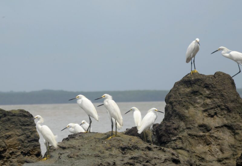 A diversidade natural das aves exóticas na Ilha de Imbotíua – Foto: Rodrigo Martins