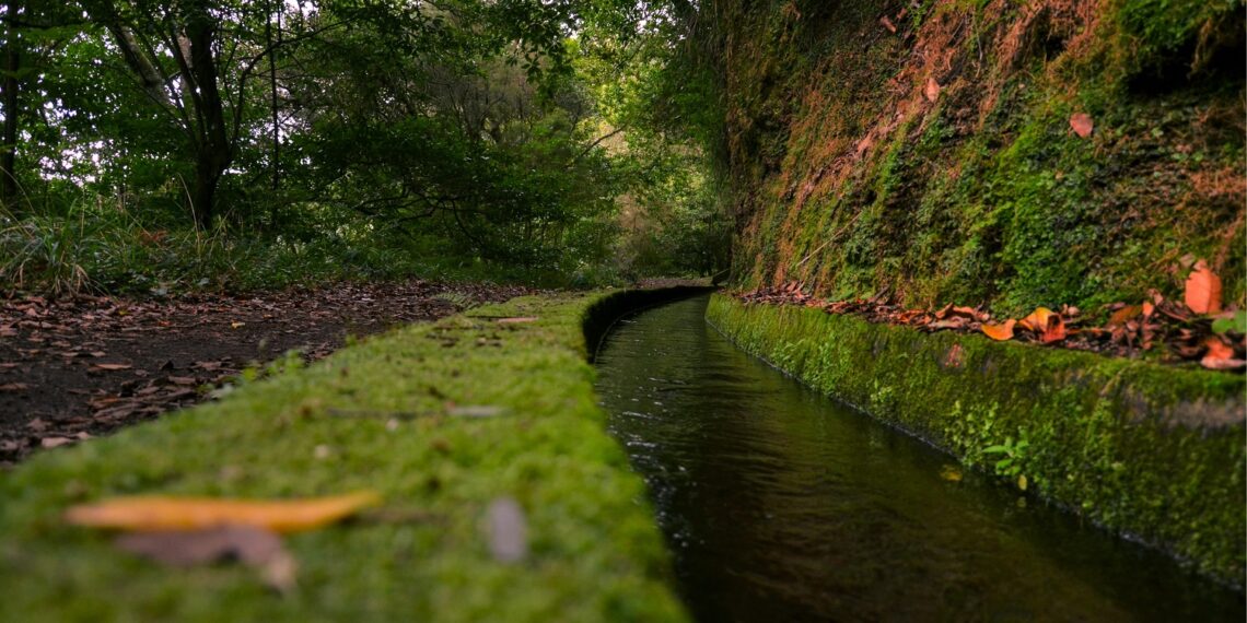 Uma caminhada incrível pela encantadora floresta mística de uma natureza intocada – Foto: Divulgação