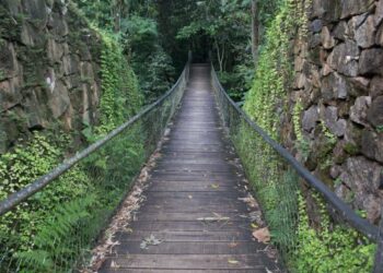 Parque Estadual Serra do Mar - Foto: Rogério Cassimiro