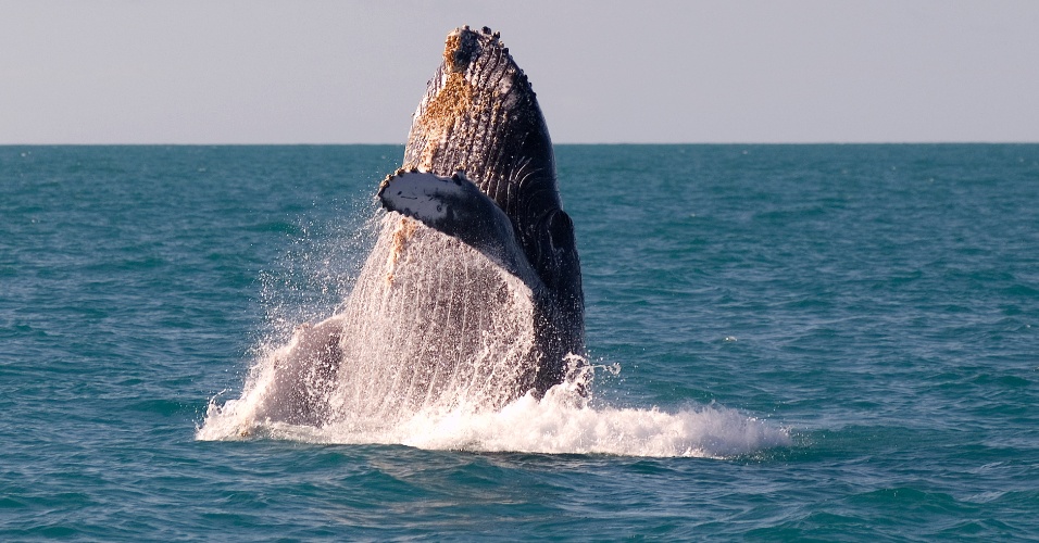 Acompanhar a temporada das baleias jubarte nas praias de Prado é um espetáculo à parte – Foto: Divulgação