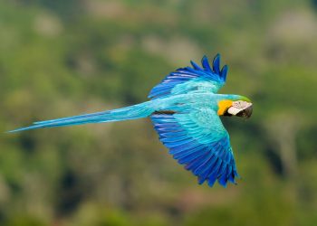 A sustentabilidade é priorizada, onde se tem uma conexão profunda com a biodiversidade da região - Foto: Divulgação