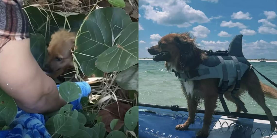 Cachorro sendo resgatado pelos seus novos tutores – Foto: Divulgação