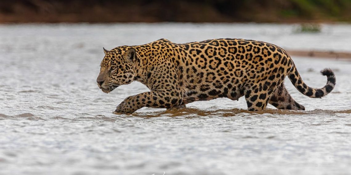 Fotógrafo cria expedição para amantes de fotografia clicarem a onça-pintada