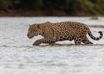 Fotógrafo cria expedição para amantes de fotografia clicarem a onça-pintada