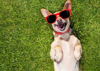 Cidades pelo país entram no seleto grupo com espaços para cães e gatos