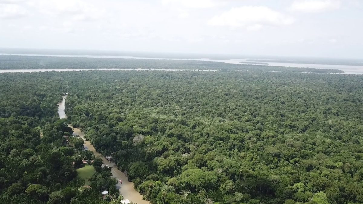 Um braço extenso de águas no caminho entre árvores centenárias da Amazônia brasileira – Foto: Divulgação