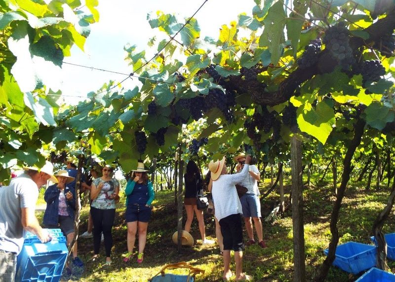Vale dos Vinhedos aposta na criatividade para fortalecer turismo