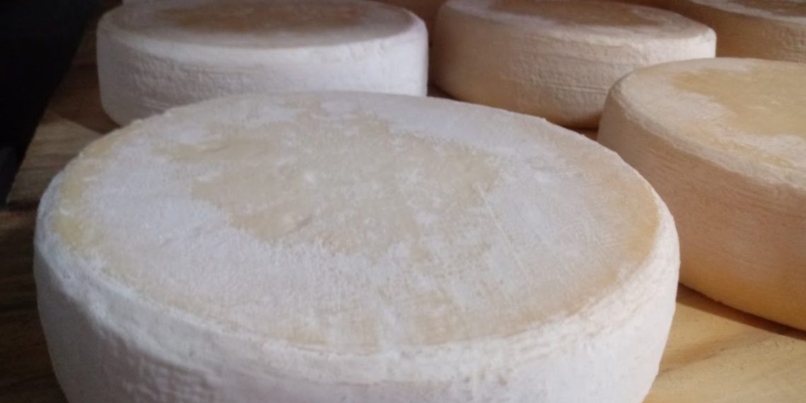 O Queijo de Casca Florida Natural é um queijo artesanal tradicional de Minas Gerais, feito com leite cru de vaca e maturado por no mínimo 30 dias - Foto: Divulgação