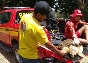Tartaruga marinha resgatada pelo Corpo de Bombeiros é levada ao CETAS do Ibama Maranhão para cuidados e reabilitação - Foto: Ibama