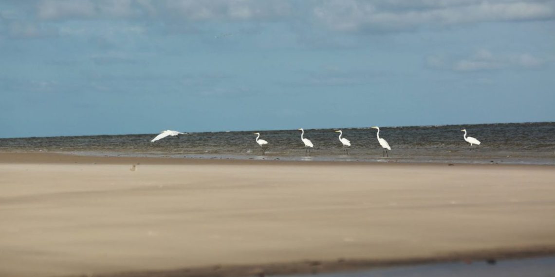 Ilha do Marajó, a maior ilha banhada por águas de rios e do mar do planeta – Foto: Carlos Borges