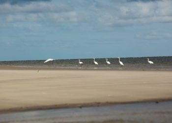 Ilha do Marajó, a maior ilha banhada por águas de rios e do mar do planeta – Foto: Carlos Borges