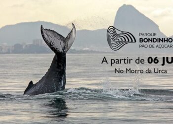 O Projeto é realizado pelo Instituto Baleia Jubarte - Foto> Divulgação