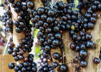 As jabuticabas são frutos da Primavera, quanto mais água mais doces – Foto: Lia Mara